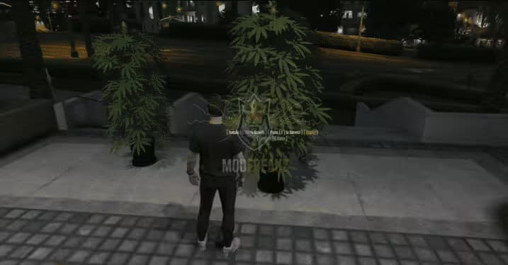 Marijuana Dope Plant Script esx FiveM Script