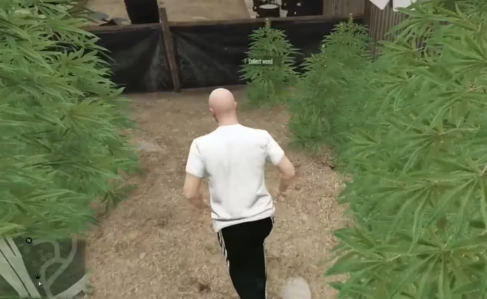 JZ Drug Script FiveM Script — esx 3